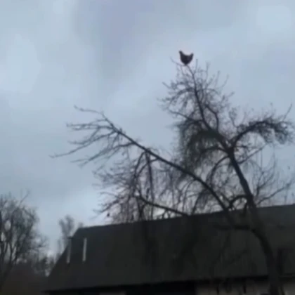 Be Stuck In A Tree For 24Hours