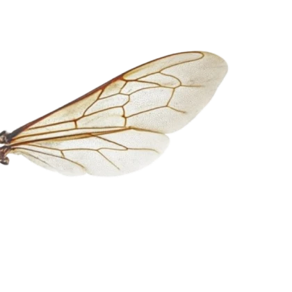Mayfly