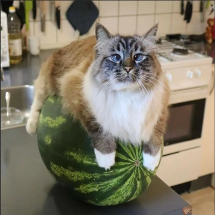 Bird Ragdoll (Watermelon)