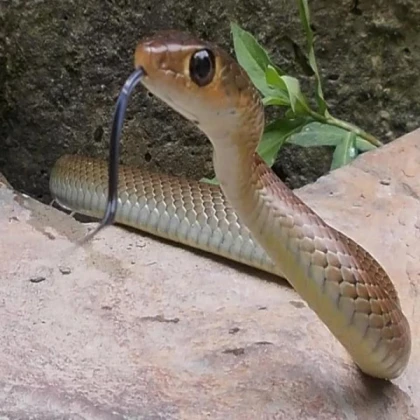 eating snakes