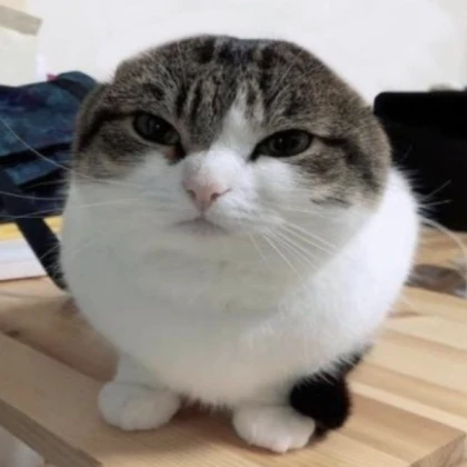 Wawa cat