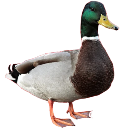 Duck
