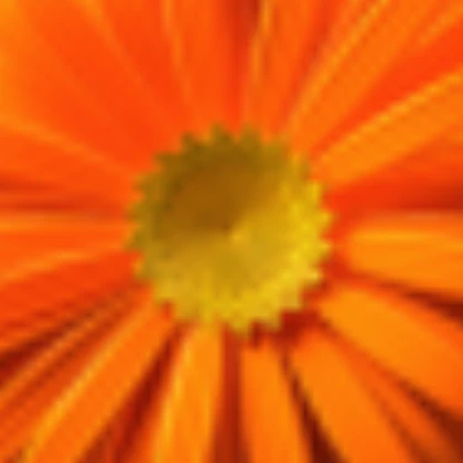 Bird ragdoll (Daisy Orange)