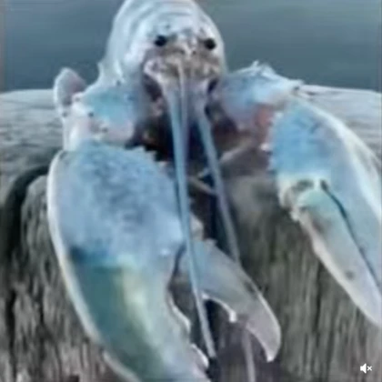 Lobsters
