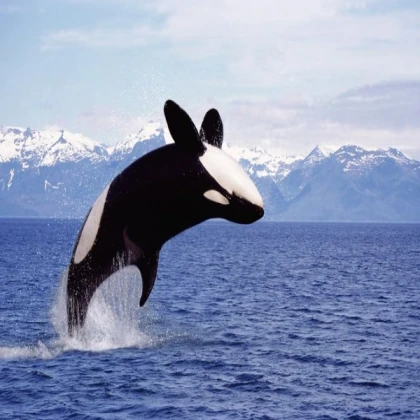 orca