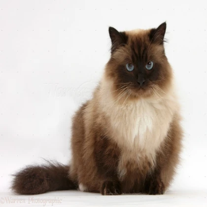 Bird Ragdoll (Medium Brown)