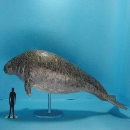 Megalodon From Be an: Whale.