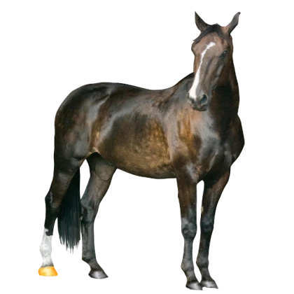 Working Horse