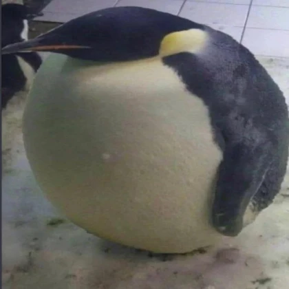 Bird Ragdoll (Reupload)