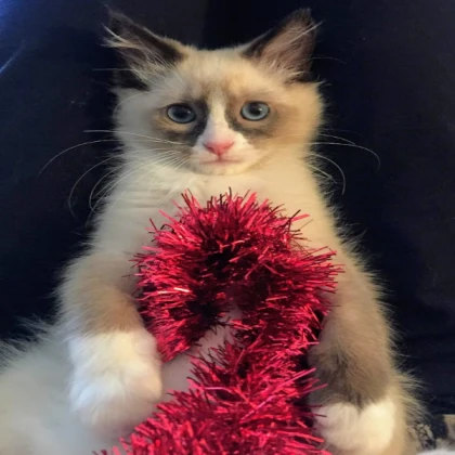 Bird ragdoll (Burgundy)