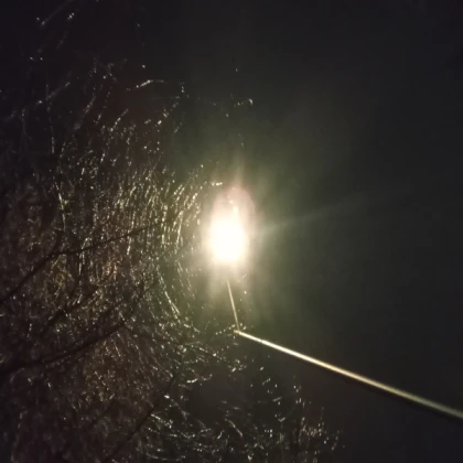 Chromobird nest but Night time