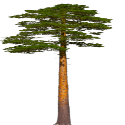 Tall High Quality Tree