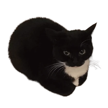 Maxwell the cat