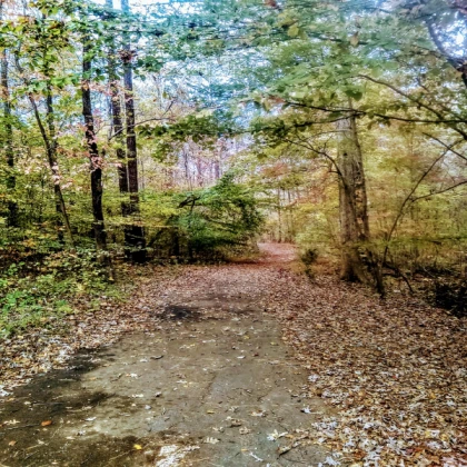 The Forest [V1]