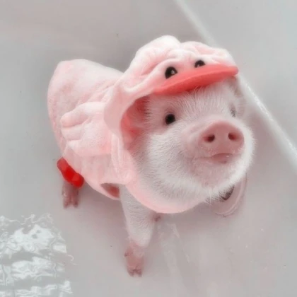 Frosty Pig