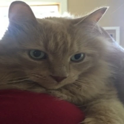 Bird ragdoll (Wheat)