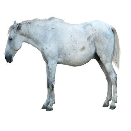 Light Grey Horse