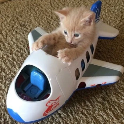 kitten toy