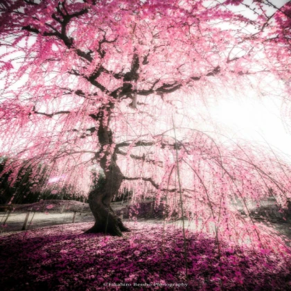 The sakura tree is pink!
