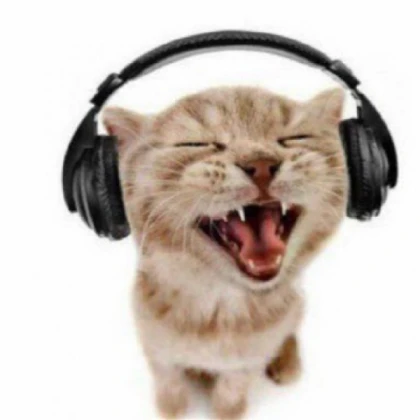 Funny cats