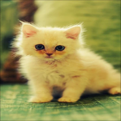 Bird Ragdoll (Yellow)