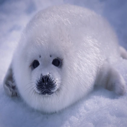 classic baby seal cat