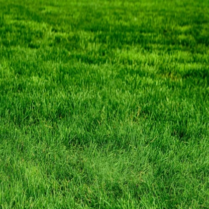 Green Grass Terrain
