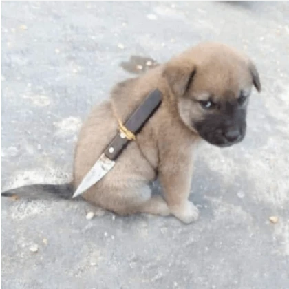 puppy