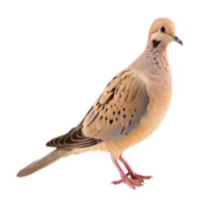 Dove 3lyuxir