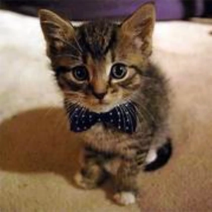Cat With Bow