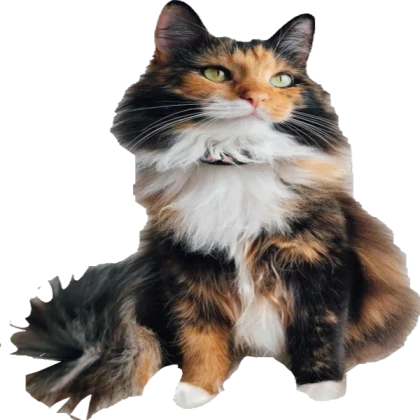 Cat npc