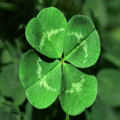 The Ultimate Four Leaf Clover