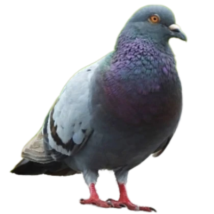 Pigeon