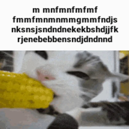 Silly Cat
