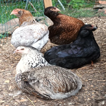 Pen Chickens Scenic RP Classic