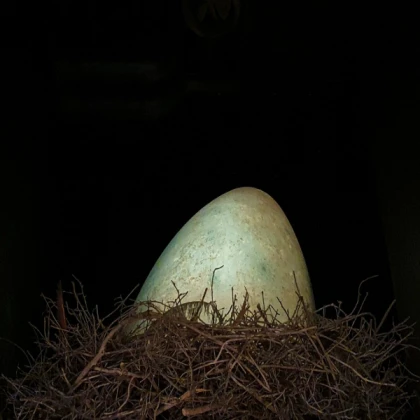 Upgraded Chromobird Nest
