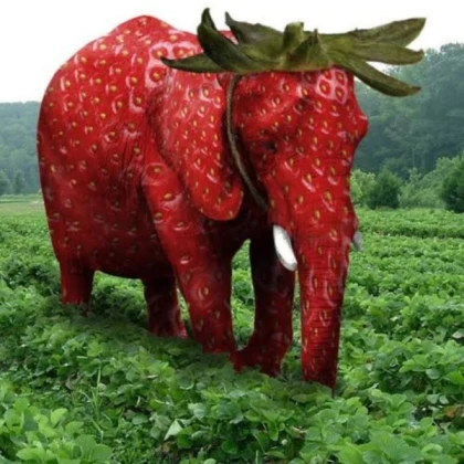 STRAWBERRY ELEPHANT