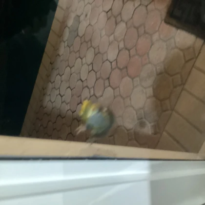 bird error (requires terrain to brick)