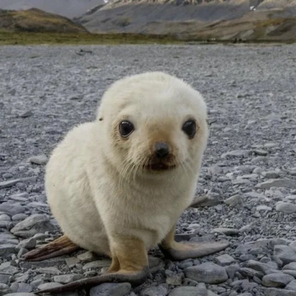 sealook baby seal