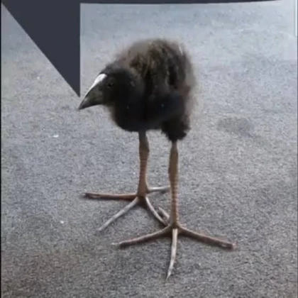 BIRD NPC