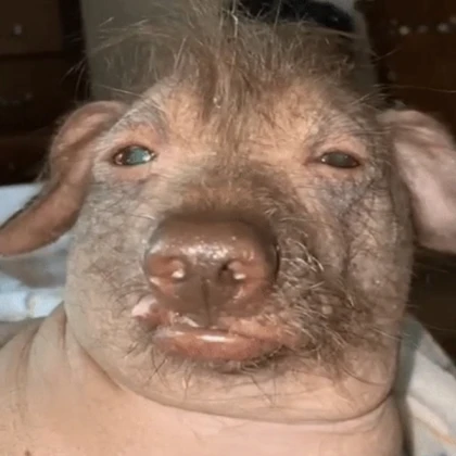 A big pig with an old face from minecraft!