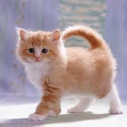 kitties!