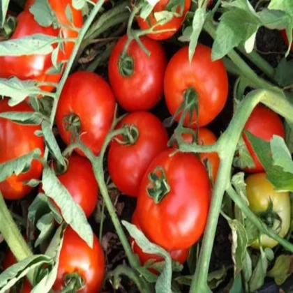 BIG TOMATO