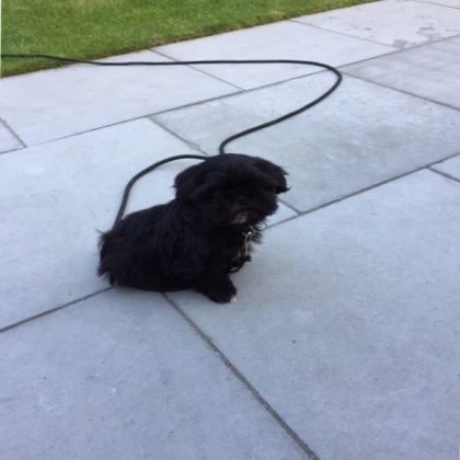moving dog in leash