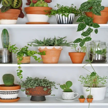 Plant Decoration