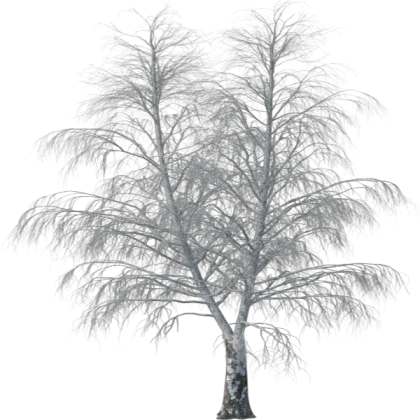 Tree Trunk!