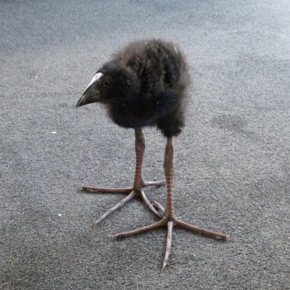 Pukeko Potion