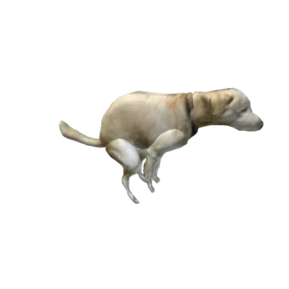 Poo dog