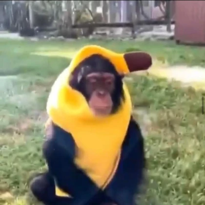 Hacker Chimpanzini Bananini