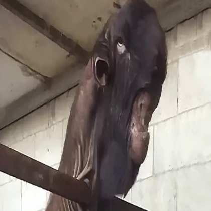 weird monster